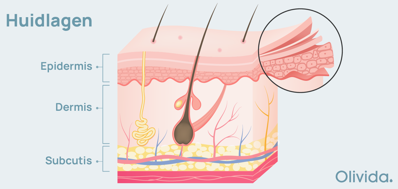 Blog Huidlagen Huid - Anatomie 