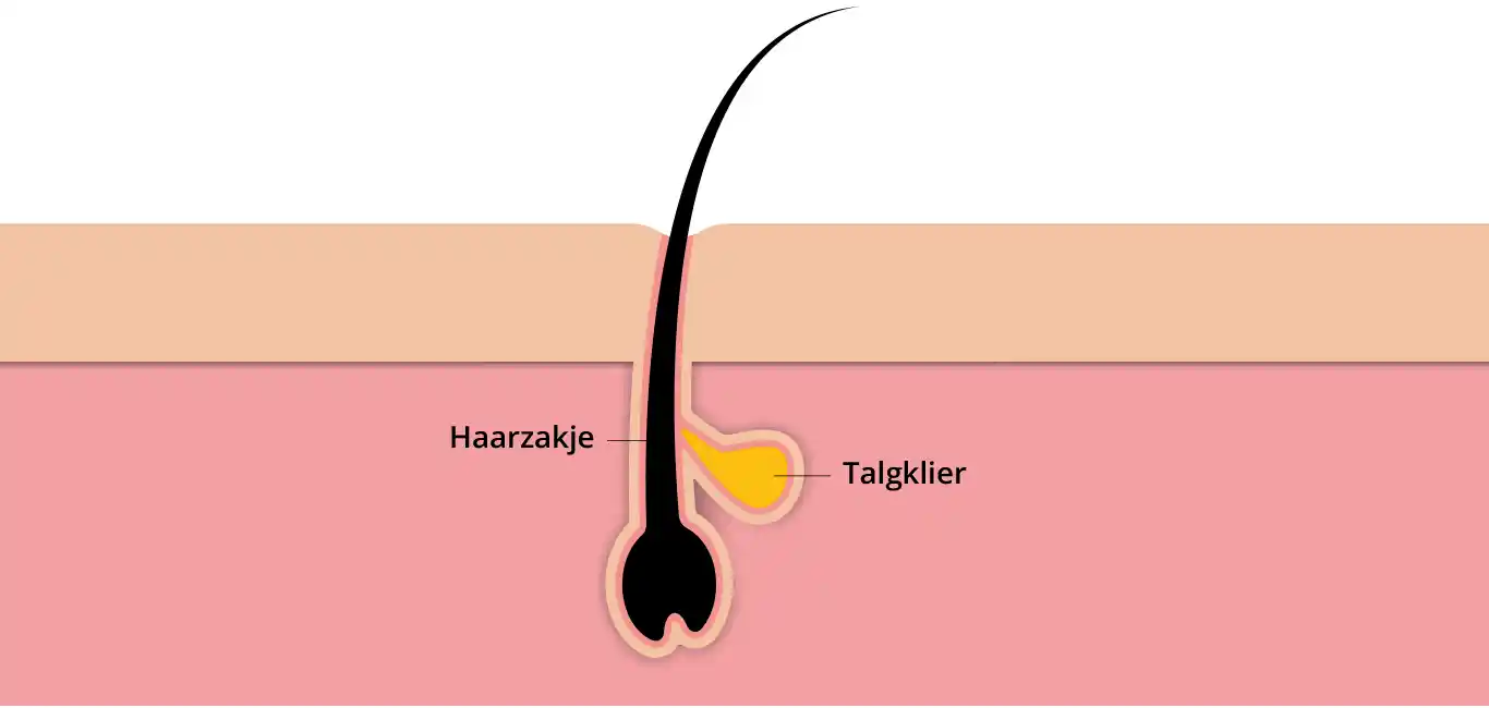 Illustratie Talgklier
